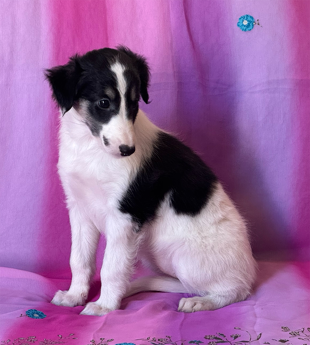 6 weeks - Melody cute